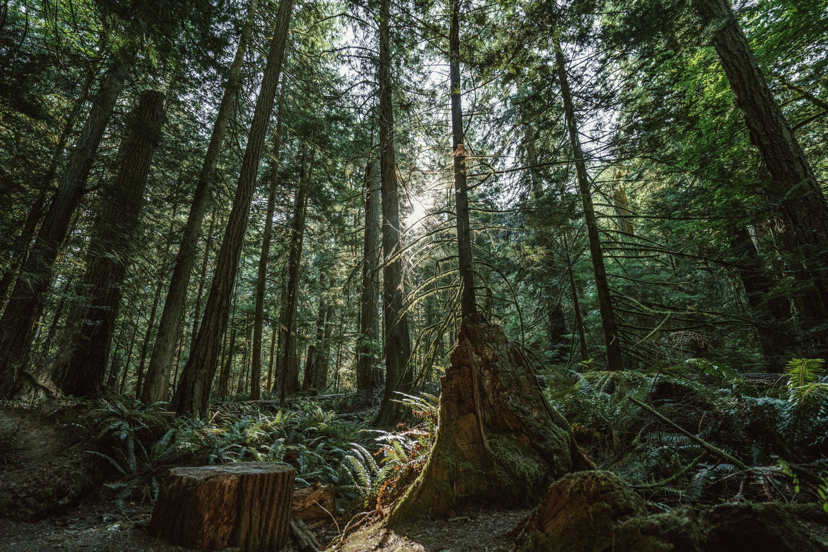 Camp and Hike