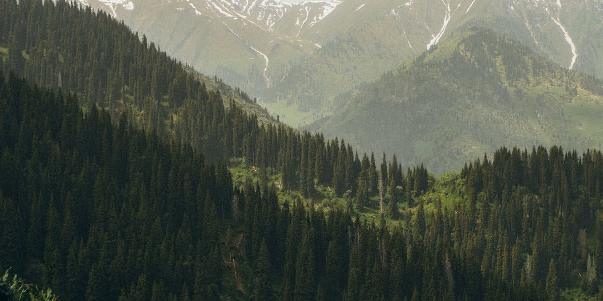 Pine forests on mountain slopes below snow-capped peaks