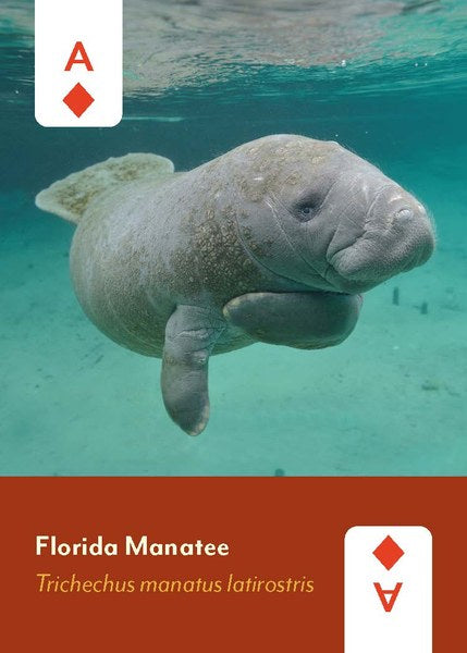 Mammals of North America Deck