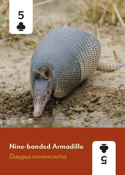 Mammals of North America Deck