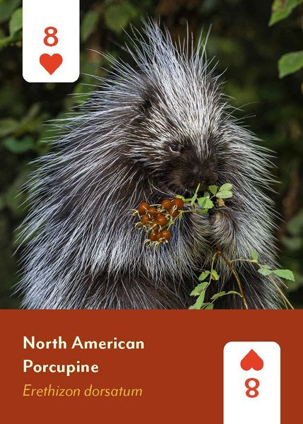 Mammals of North America Deck
